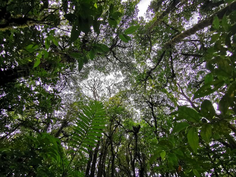 Cloud Forest
