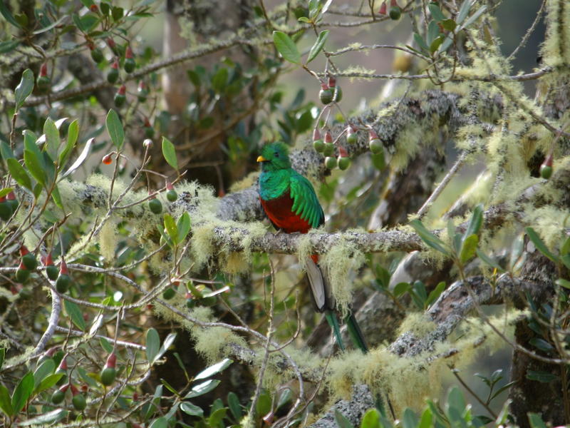 Quetzal 