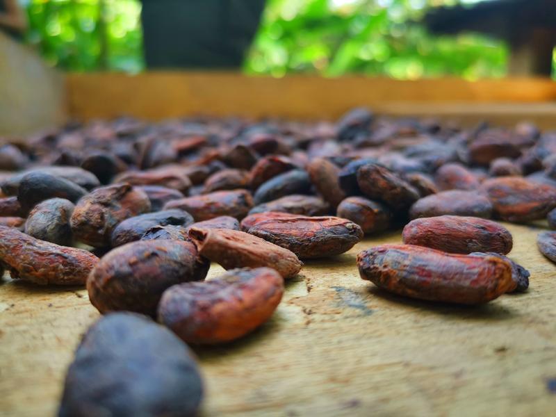 Roasted Cacao Beans