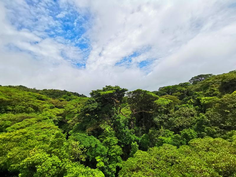 Monteverde Cloud Forest