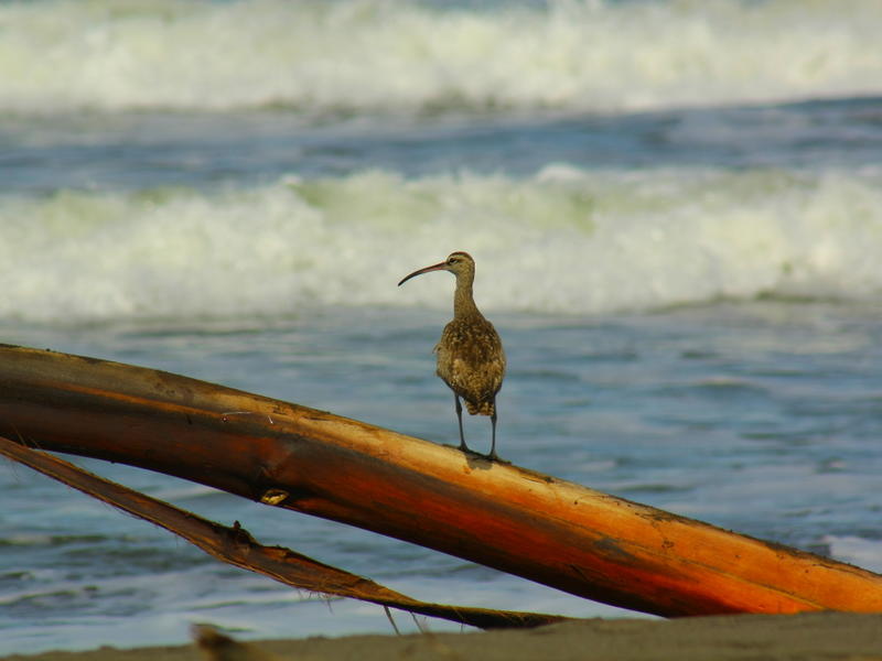 Tortuguero