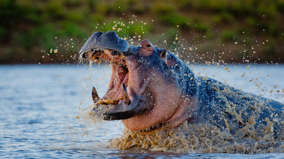 Motswari Privates Wildreservat | Hippo