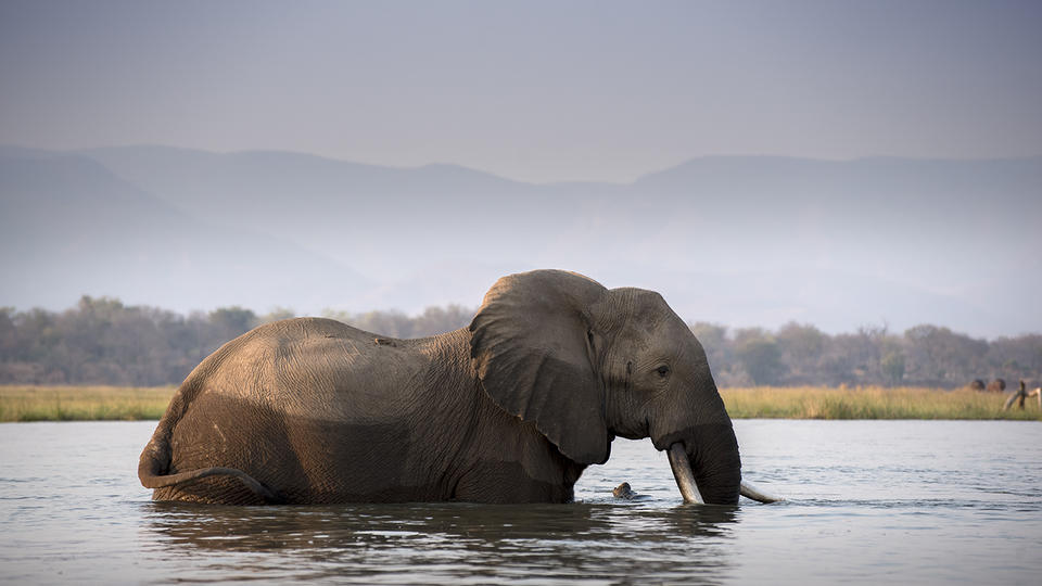 An elephant crosses the Zambezi River