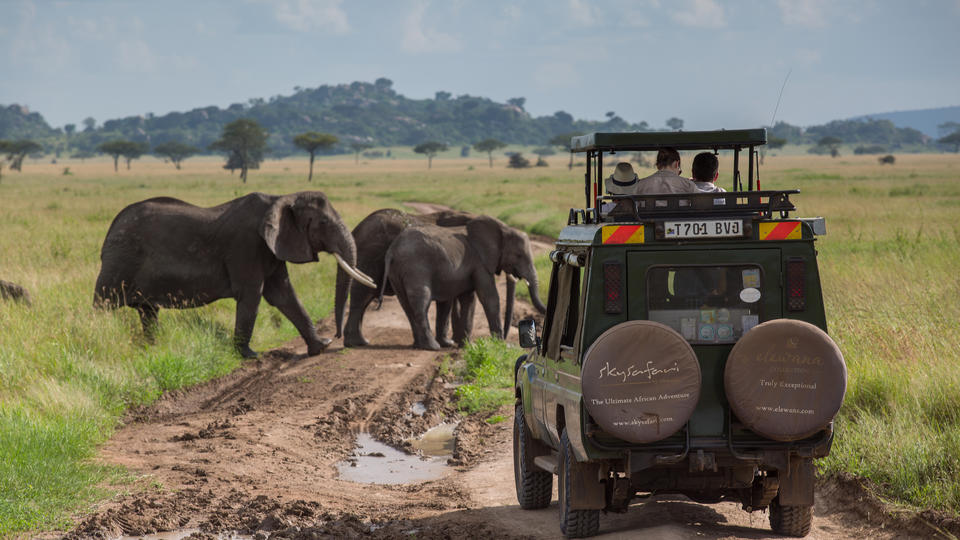 Prime wildlife viewing in custom built 4x4 vehicles