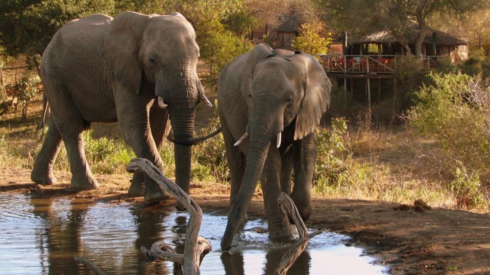 Elefanten trinken am Damm, der von der Bar übersehen wird.
