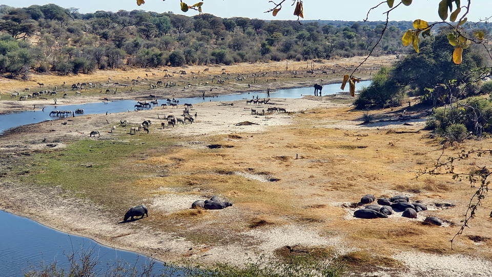 Meno a Kwena - Wildbeobachtung vom Camp aus über den Boteti Fluss