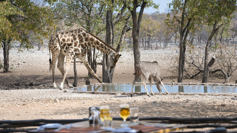 Tiererlebnis im privaten Ongava Game Reserve