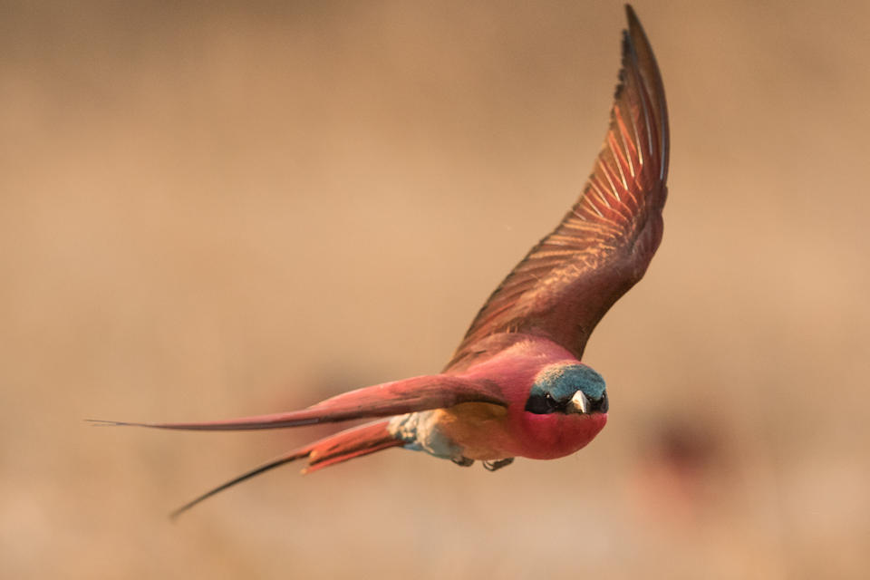 Geführte Vogelwanderungsaktivität