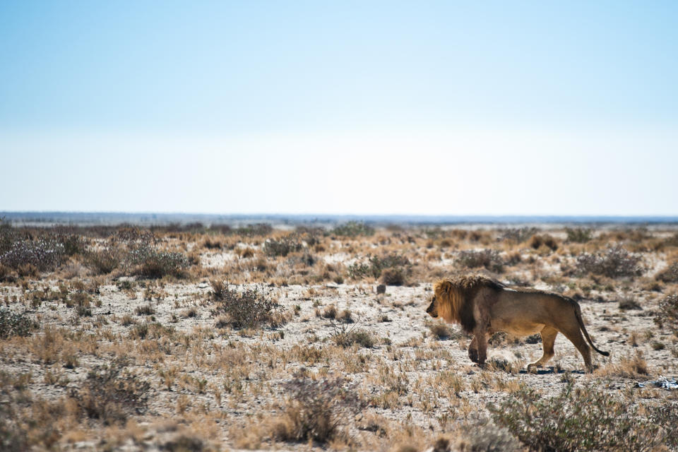 Etosha Safari Camping2Go - Game Drive-Aktivität