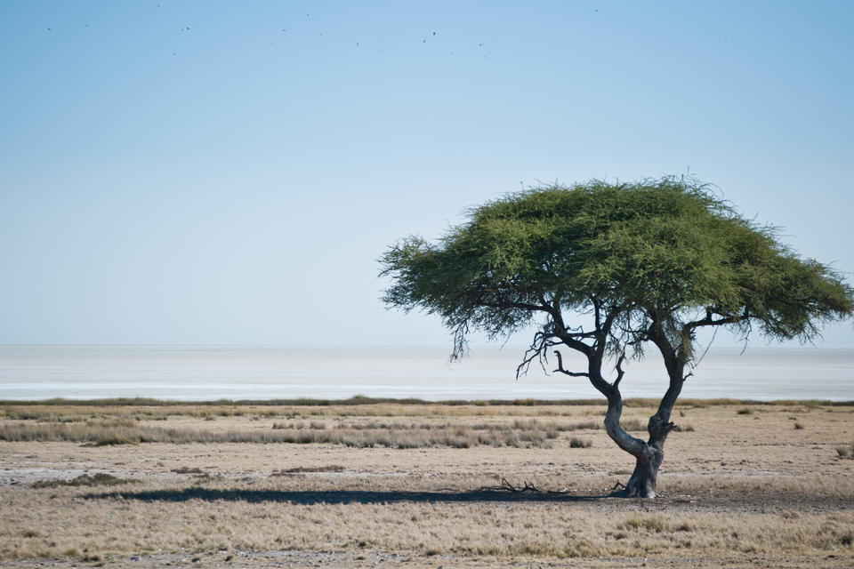 Etosha Safari Camping2Go - Pirschfahrt