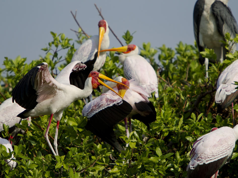 Kanana ist die Heimat einer Vielzahl von Vögeln, darunter eine große Population von Yellow Billed Störchen in ihren Brutmonaten von Juli bis November.
