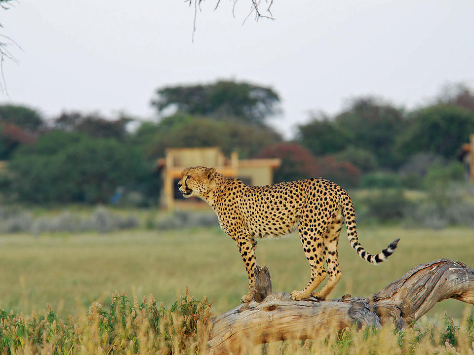 Das Central Kalahari bietet einige der weltweit besten Geparden-Besichtigung