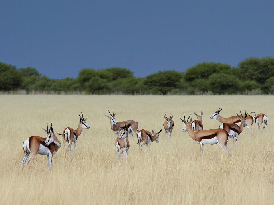 Die Wiesen locken Herden von Antilopen wie Springbok