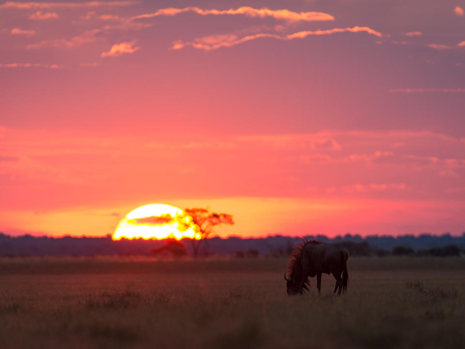 Ein Gnus grasen vor dem Kalahari-Sonnenuntergang
