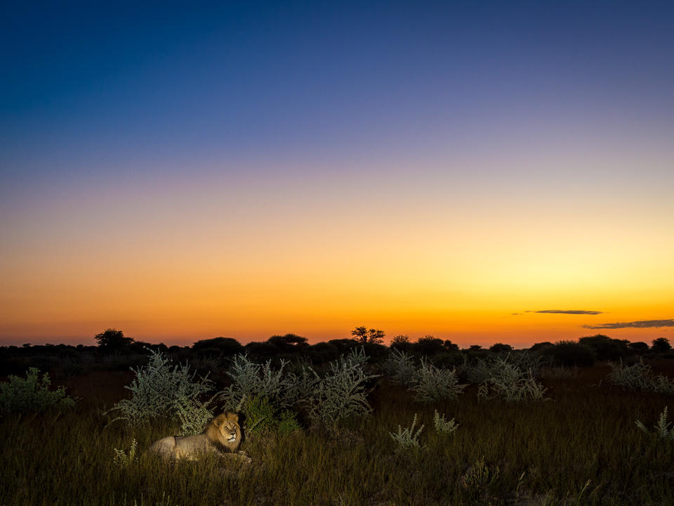 Ein Kalahari Löwe in der Dämmerung