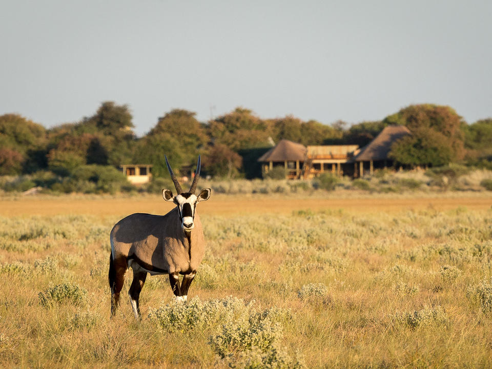 Ein Oryx vor dem Lager