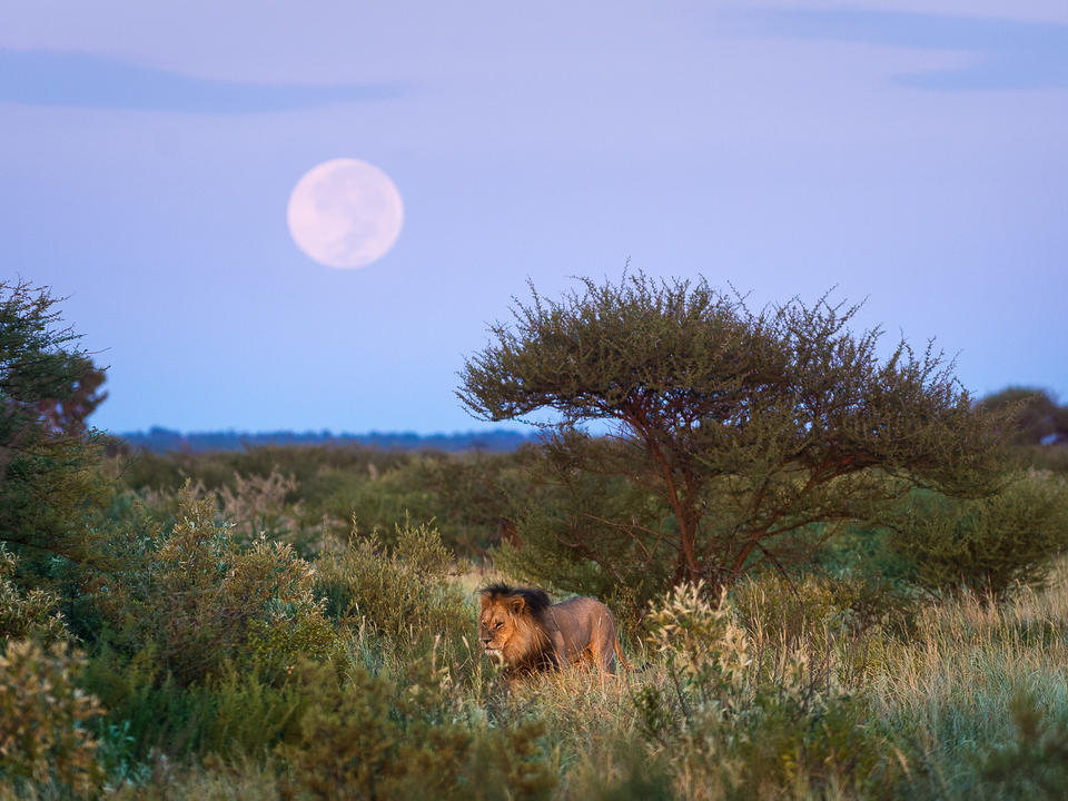 Mondaufgang und Kalahari Löwe