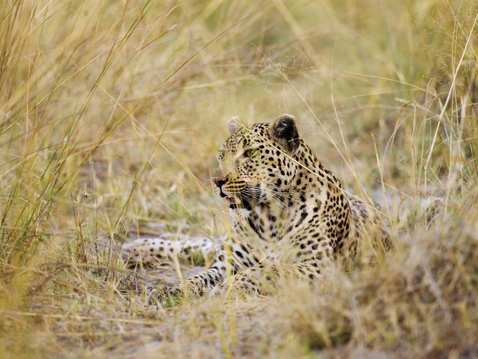Eines der Shinde Leopard Familienmitglieder - treffen Sie die anderen bei Ihrem Besuch.