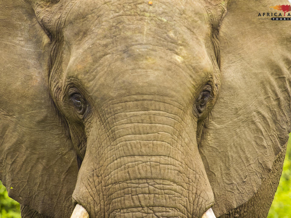 Einer der vielen Elefanten, die auf Ihrer Pirschfahrt oder auf Ihrer Flussfahrt zu sehen sind