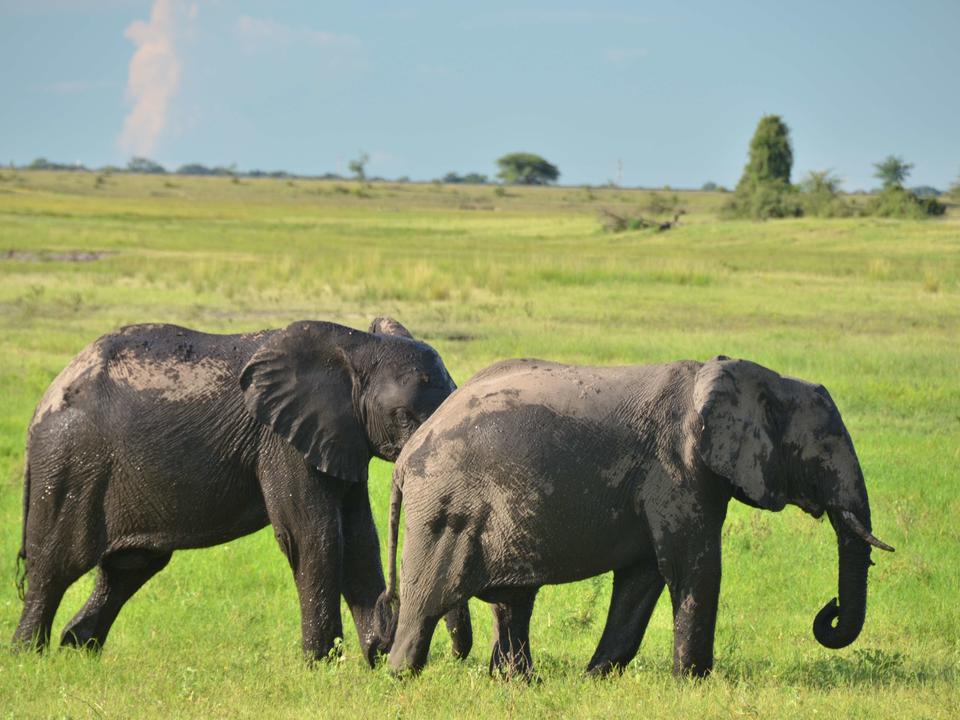 Afrikanische Elefanten im Chobe National Park