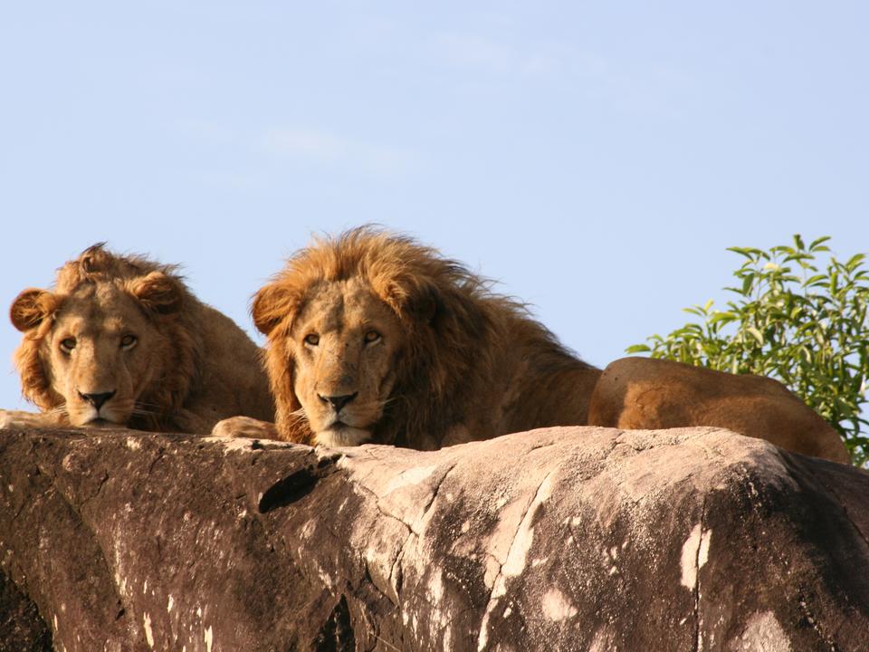 apoka lions