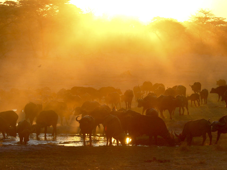 Büffel trinken im vlei waterhole bei sonnenuntergang