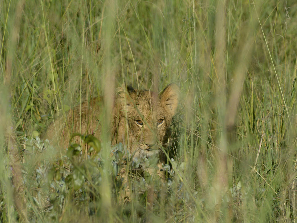 Löwenjunges versteckt sich im hohen Gras in der vlei