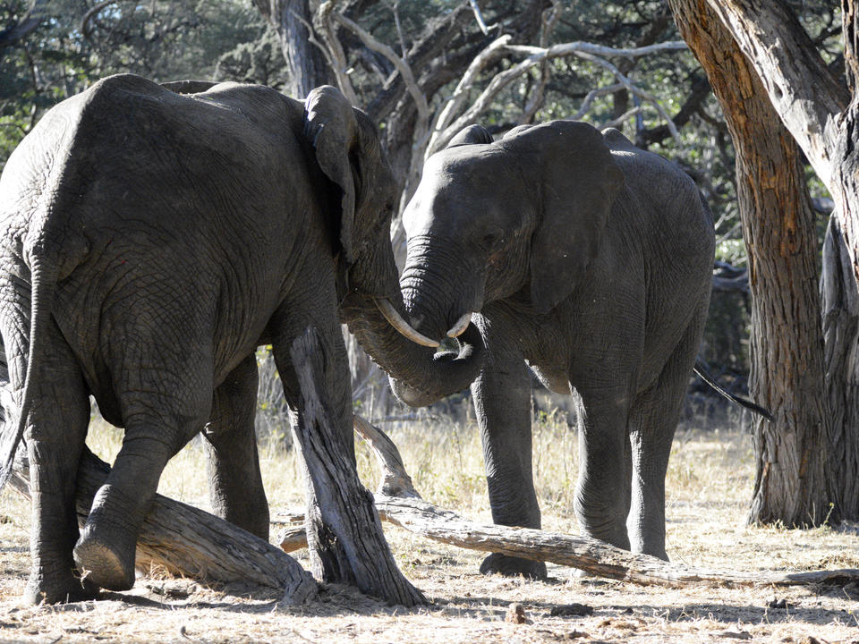 Acacia Grove Presidential Elefantenherde
