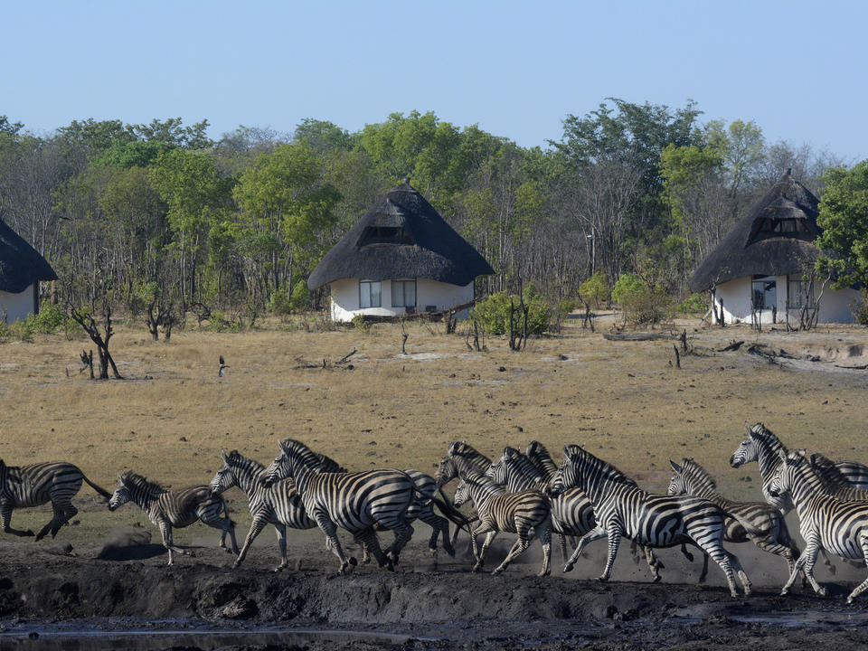 Zebra in front of vlei rooms
