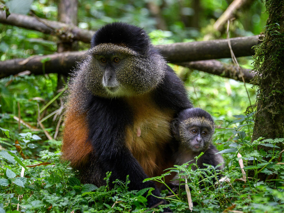 Goldene Affen leben in sozialen Gruppen von bis zu 30 Personen