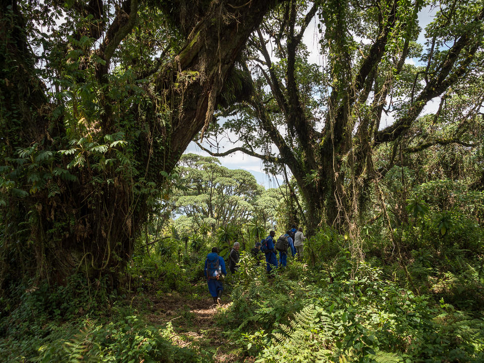 Der Weg zum Grab von Dian Fossey führt Wanderer durch beeindruckende Regenwaldvegetation