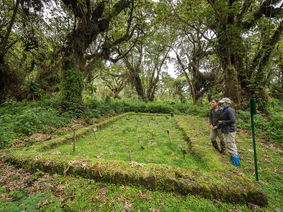 Dian Fossey ist neben dem Grabmal ihrer geliebten Gorillas begraben