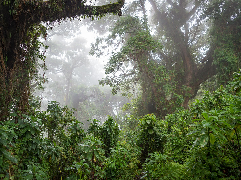 Dian Fossey gründete ihr Forschungszentrum in Karisoke zwischen Karisimbe und Bisoke Vulkanen