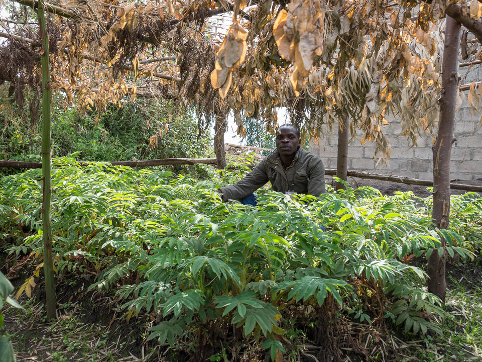 Über 7.000 Setzlinge wurden bereits im Rahmen des Aufforstungsprojekts Bisate gepflanzt