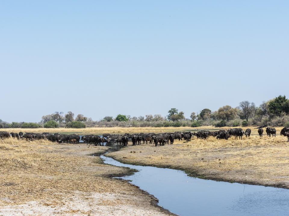 Wilderness Savuti Camp - Botswana Reisen & Informationsportal