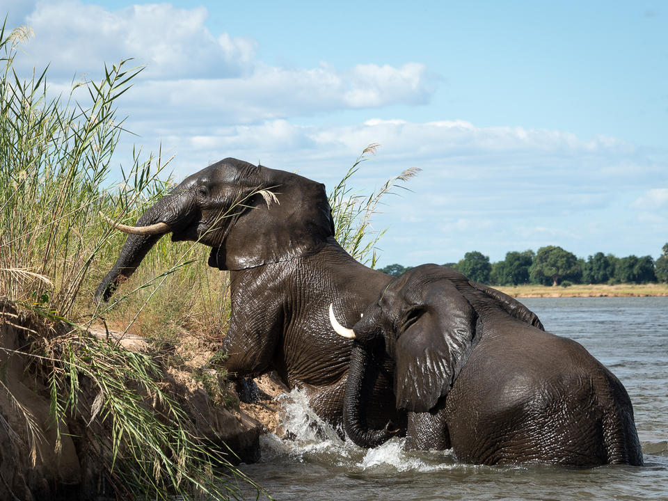 Elefantenbeobachtungen von einer Bootsfahrt sind außergewöhnlich lohnend