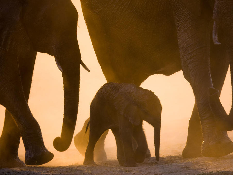 Zuchtherde Afrikanischer Elefant