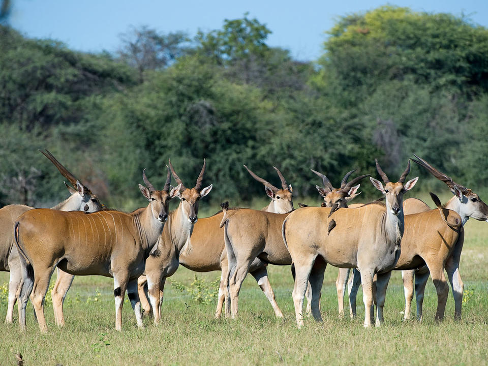 Eland Herde in der Ngamo-Ebene