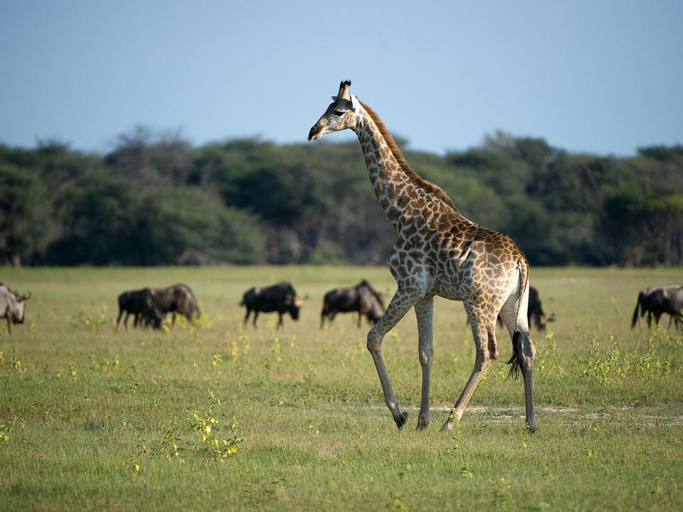 Giraffe und Gnus in der Ngamo-Ebene