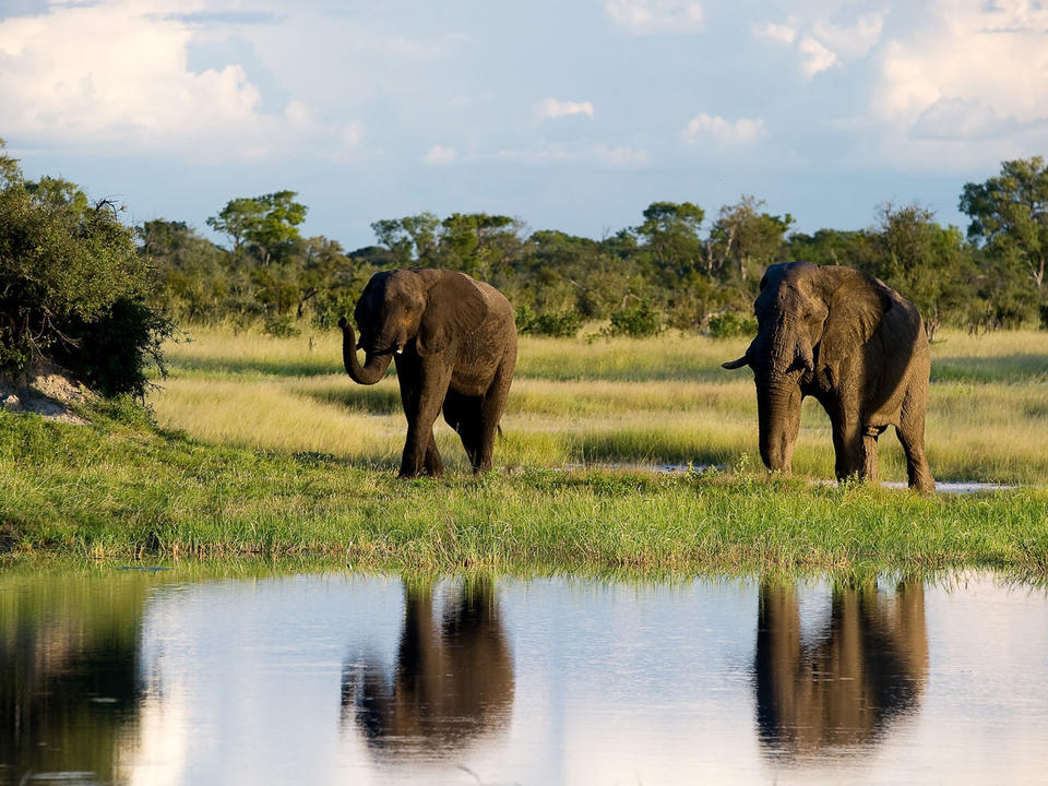 Afrikanischer Elefant an einem Wasserloch