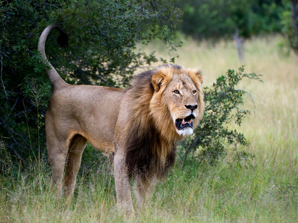 Territorial male lion