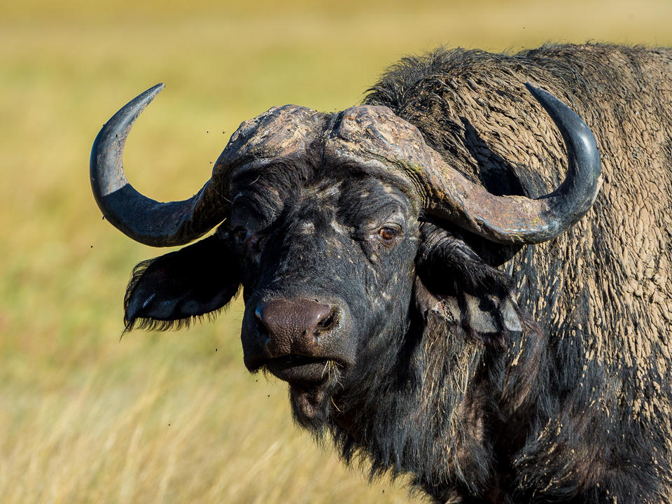 Einmalige Büffel sind auch als „Dagga-Jungen“ bekannt, nachdem ihre schlammig verkrusteten Mäntel