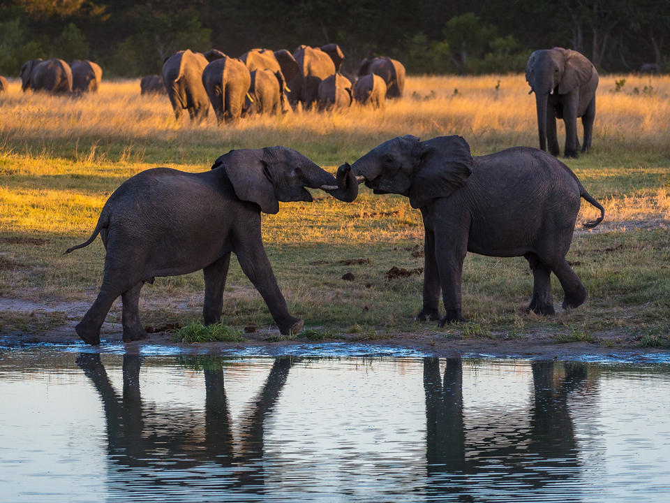 junge elefant bei spielen