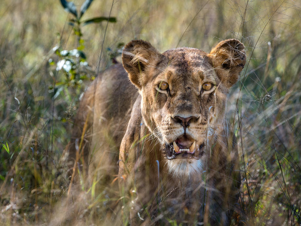 Alert Hwange lioness