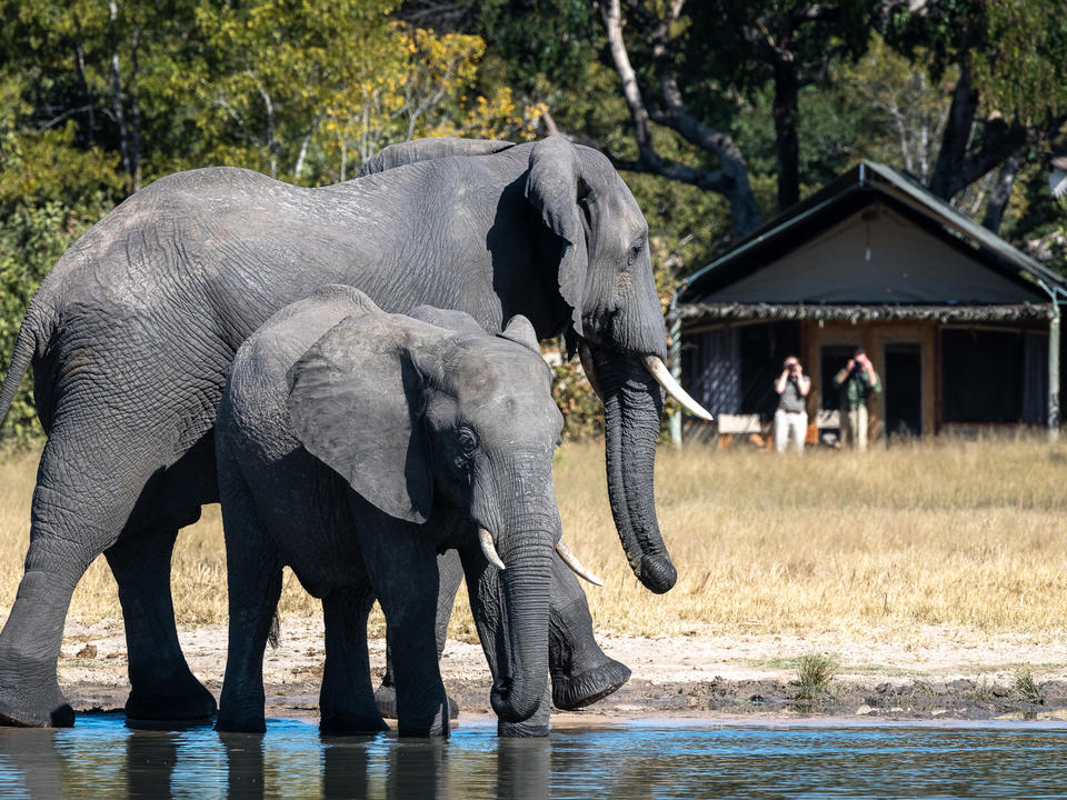 Blick Elefanten am Wasserloch vom Gästebelt