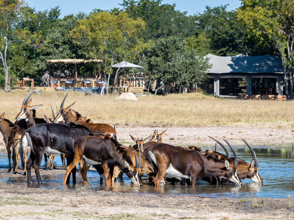 Beeindruckende Herde von Sable am Wasserloch vor dem Lager