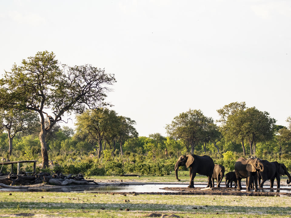 Elefanten trinken vor dem Log-Stapel verstecken