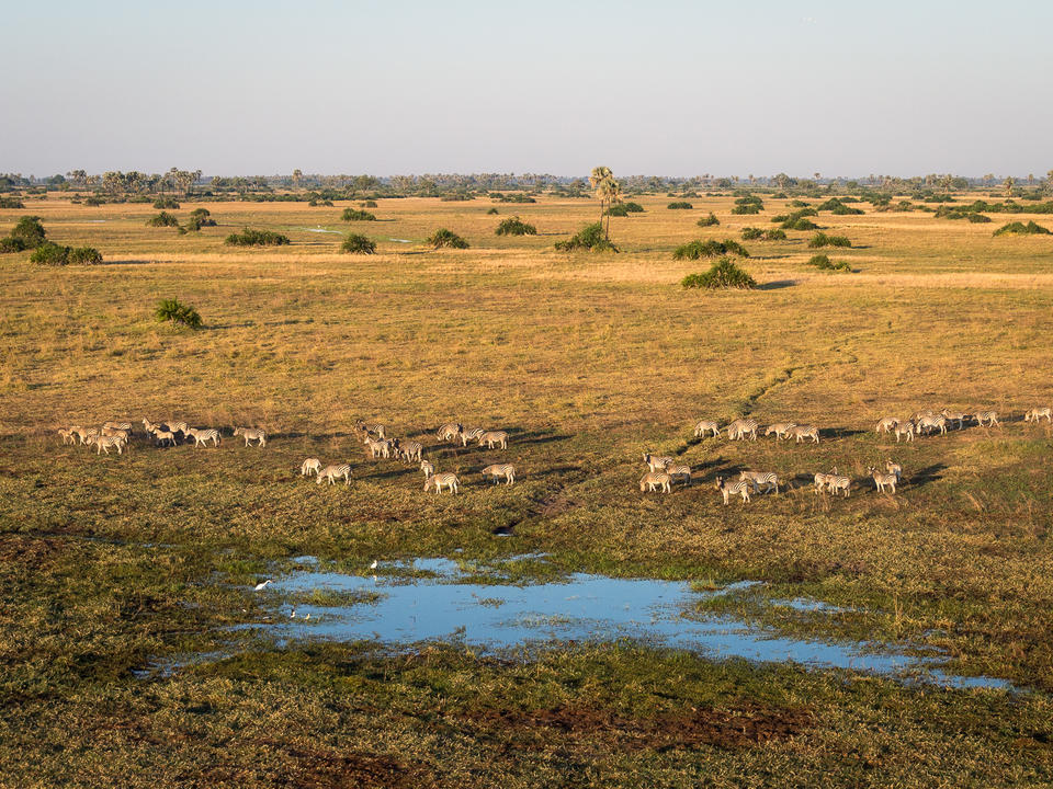 Mombo Camp ★★★★★ Botswana Reisen & Informationsportal