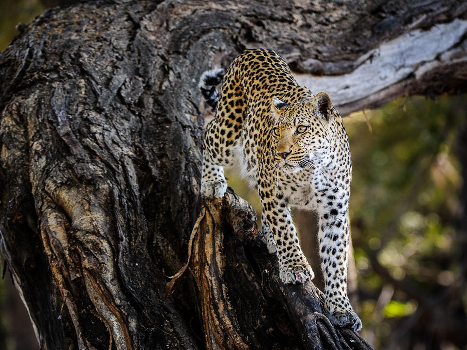 Leoparden werden regelmäßig in der Gegend gesichtet
