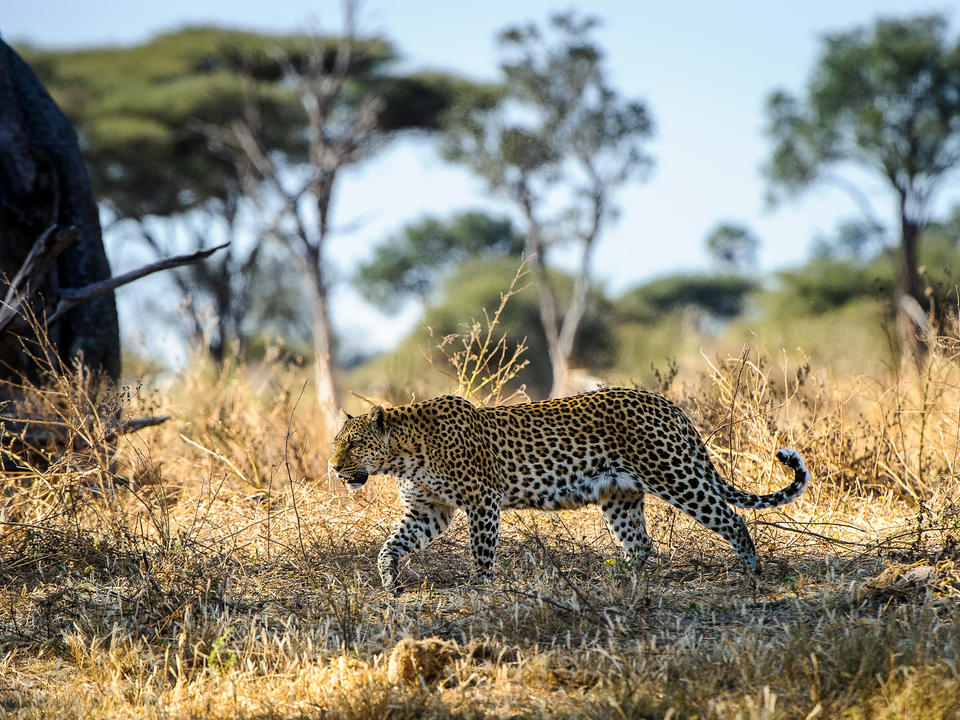 Große Sichtungen von Leoparden im Freien